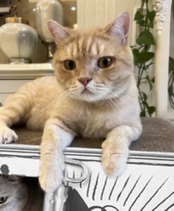 cat scratching board for canned fish stickers