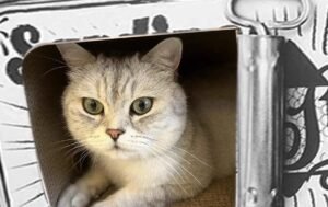 cat scratching board for canned fish stickers