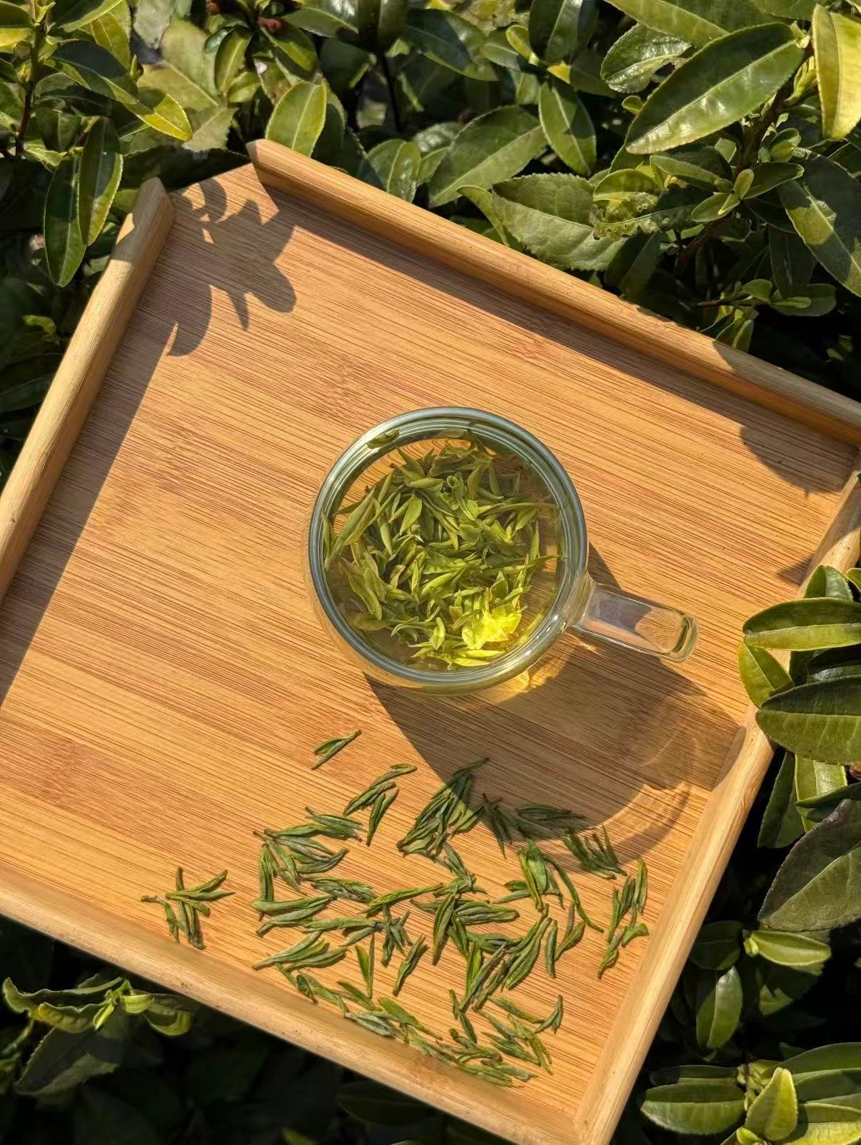 Lion Peak longjing - 图片 2